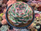 Echeveria 'Silhouette' Extra Large 6" Powdery Succulent Plant