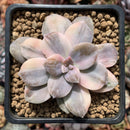 Quetzalcoatlia 'Pentandra Superba' Variegated 2" Succulent Plant (Formerly Graptopetalum 'Pentandrum Superbum' Variegated)