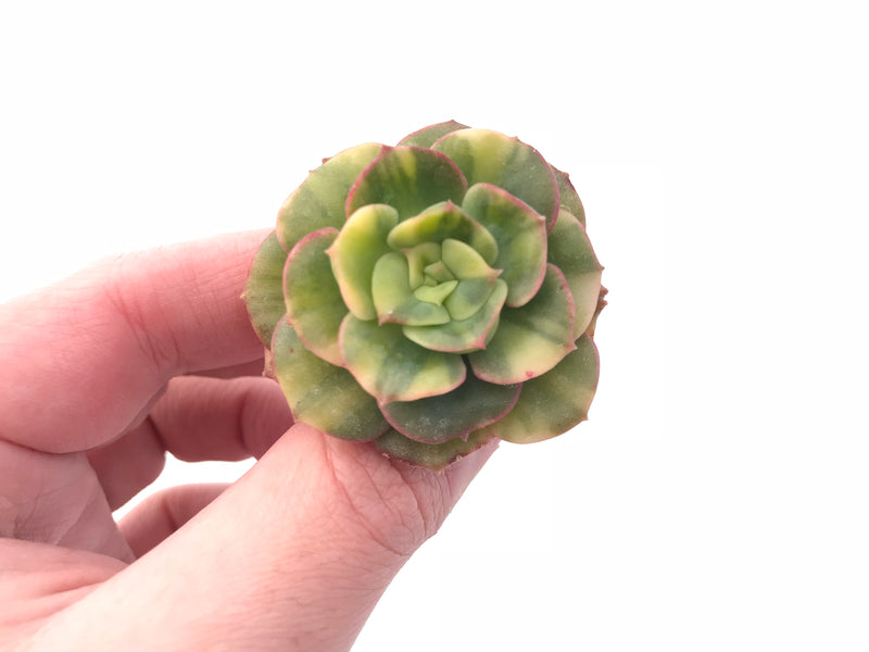 Echeveria Nicksana Variegated 2" Rare Succulent Plant