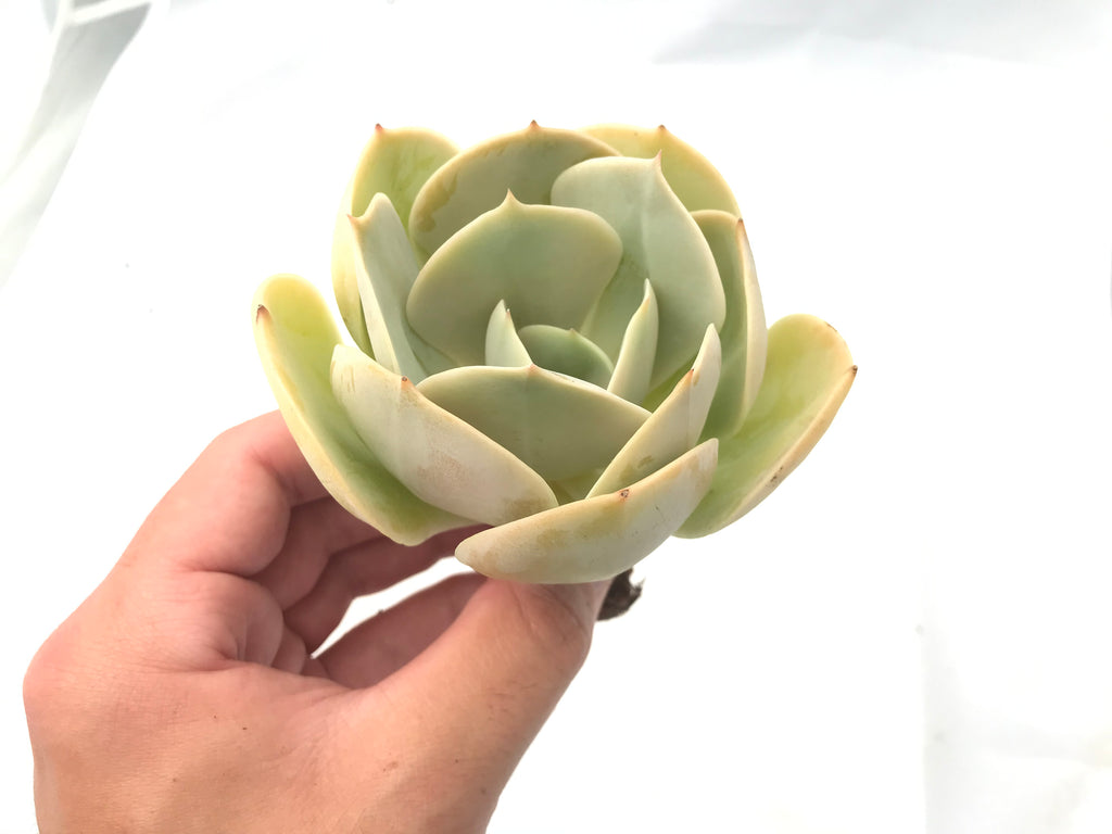 Echeveria 'Smile Ball' 4