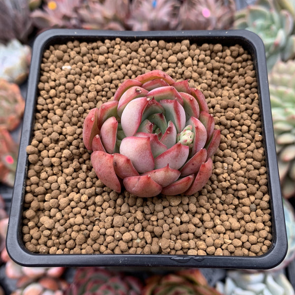 Echeveria Agavoides 'Pink Dragon' 2" Succulent Plant