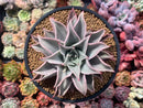 Echeveria 'Madiba' 5" Large Succulent Plant