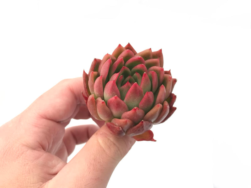 Echeveria Agavoides 'Prolifera' 2"-3" Rare Succulent Plant