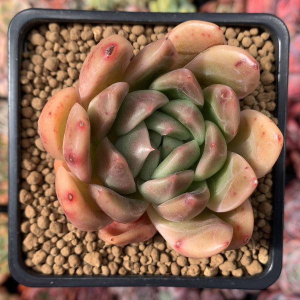 Echeveria Agavoides sp. 3" Succulent Plant