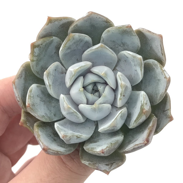 Echeveria 'Snow Bunny' 3" Powdery Succulent Plant