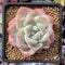 Echeveria 'Icy Green' 2" Powdery Succulent Plant