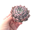 Echeveria 'Amazing Grace' 4" Succulent Plant