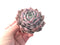 Echeveria 'Amazing Grace' 4" Succulent Plant