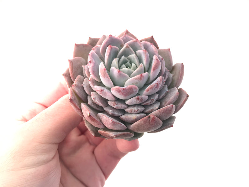 Echeveria 'Amazing Grace' 4" Succulent Plant