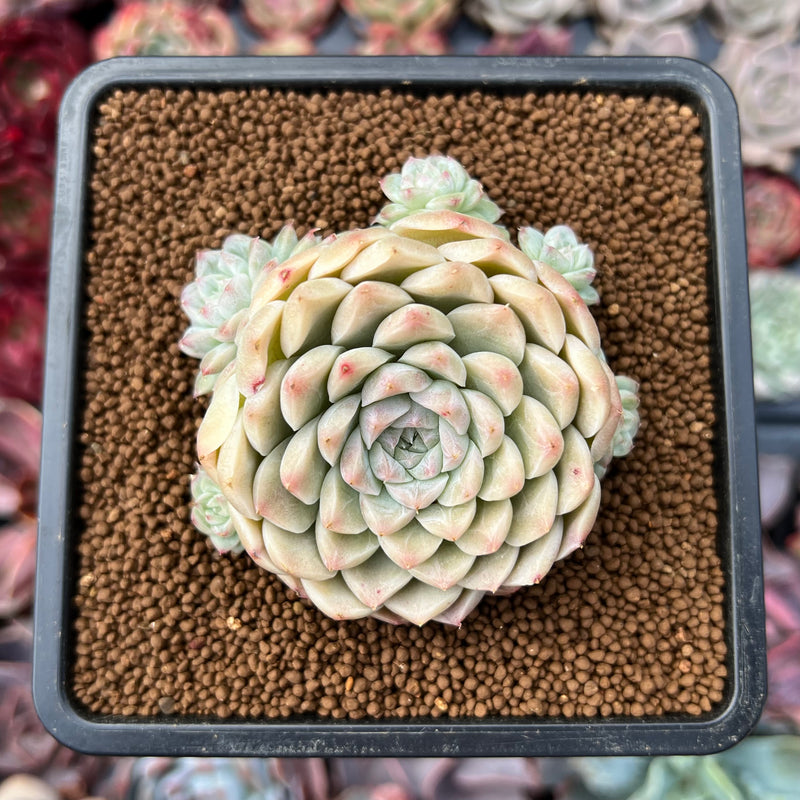 Echeveria sp. 2" Cluster Succulent Plant