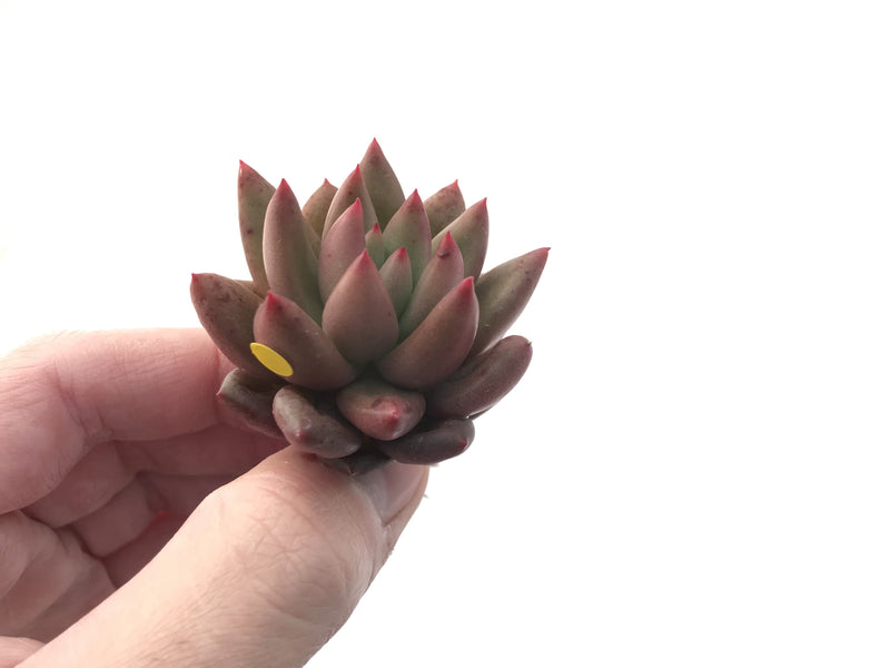 Echeveria Agavoides 'Shooting Star' 1" Succulent Plant