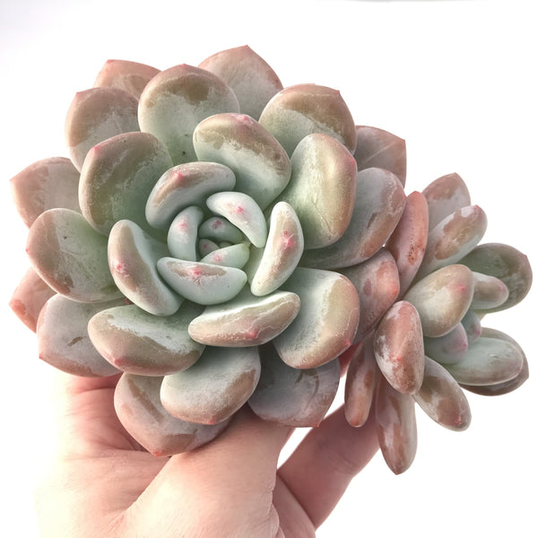 Echeveria 'Pearlberry' Powdery 5" Succulent Plant