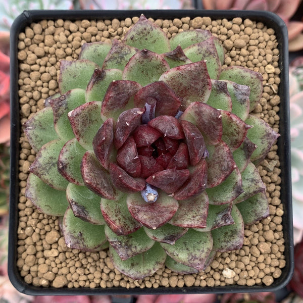 Echeveria Agavoides 'Freckled Amethyst' 4" Succulent Plant