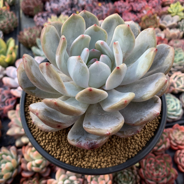 Echeveria 'Orange Monroe' 5"-6" Chunky Succulent Plant