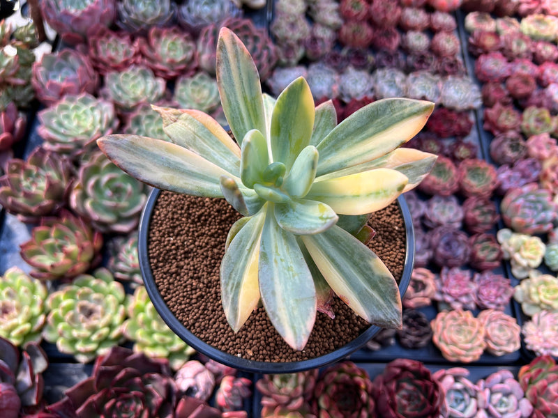 Pachyveria 'Cypress' Variegated 4" Succulent Plant