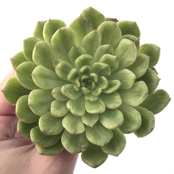 Echeveria Agavoides 'Silky' Variegated 5” Succulent Plant