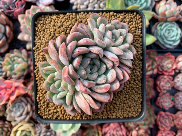 Echeveria 'Elsa' 3" Cluster Succulent Plant