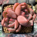 Echeveria 'Orange Champaign' 1" Succulent Plant