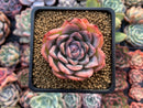 Echeveria sp. 2" Succulent Plant