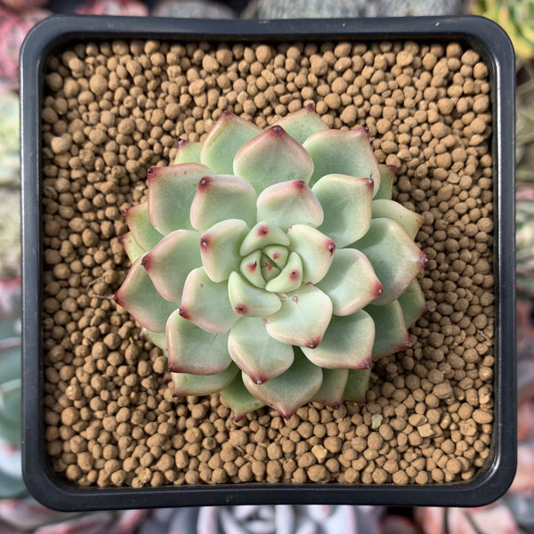 Echeveria sp. 2" Succulent Plant