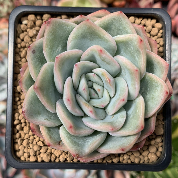 Echeveria 'Amabile' 2"-3" Succulent Plant