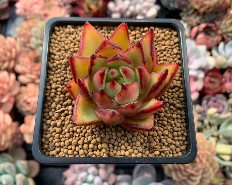 Echeveria Agavoides 'Maria' Hybrid 2"-3" Succulent Plant