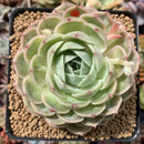 Echeveria 'Onslow' 3"-4" Succulent Plant