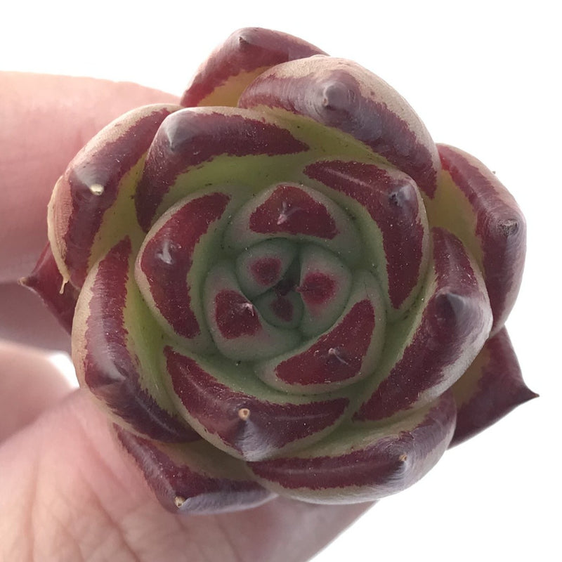 Echeveria Agavoides 'Casio' 1" Small Succulent Plant