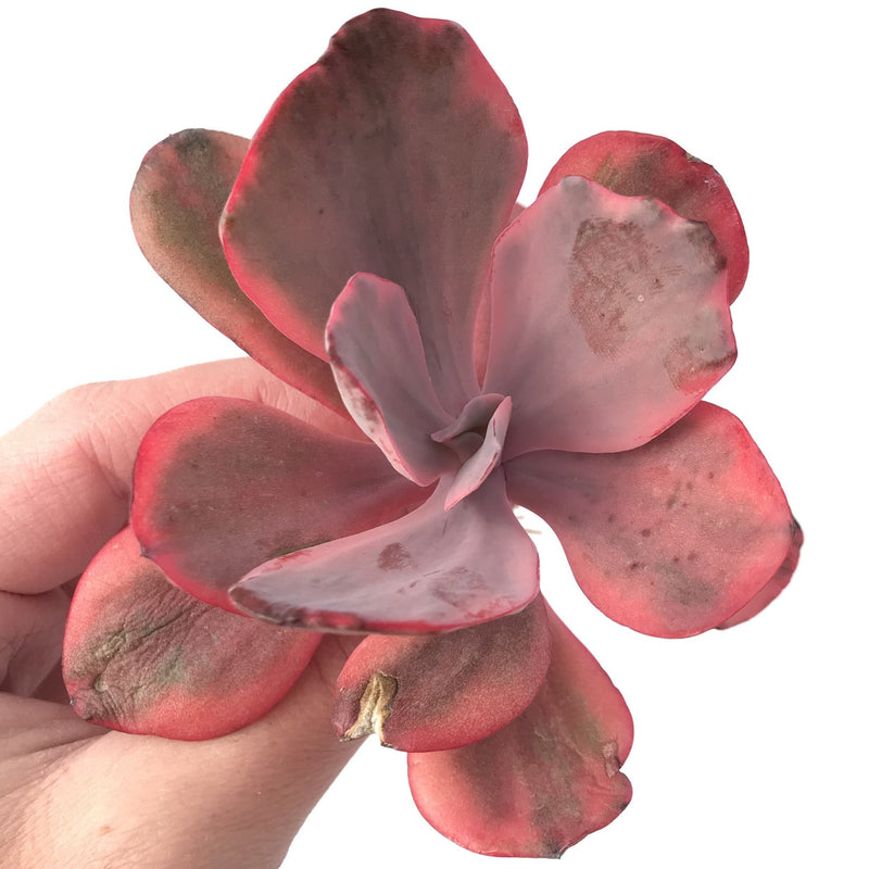 Echeveria 'Angel Wing' Variegated 3” Rare Succulent Plant