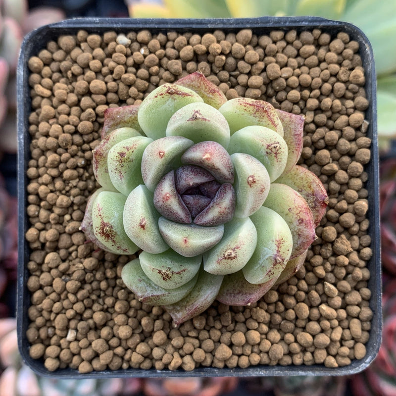 Echeveria Agavoides 'Amethyst' 1"-2" Succulent Plant