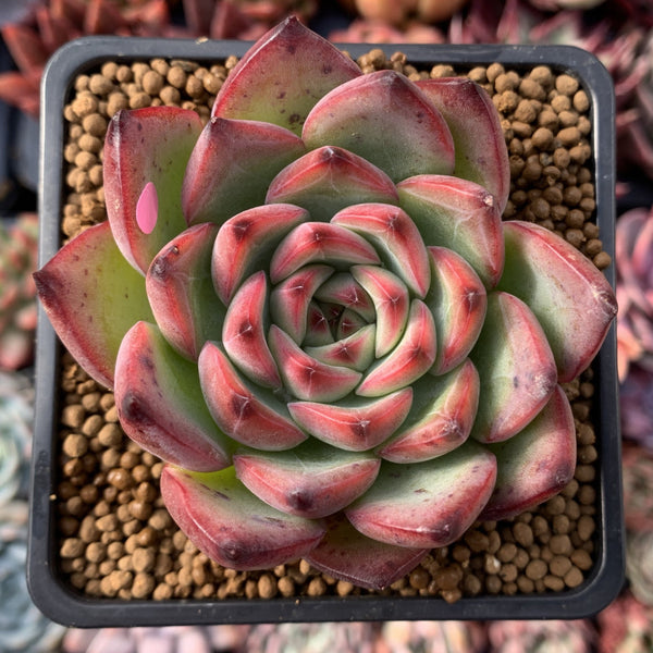 Echeveria Agavoides 'Fire Pillar' 2"-3" Succulent Plant