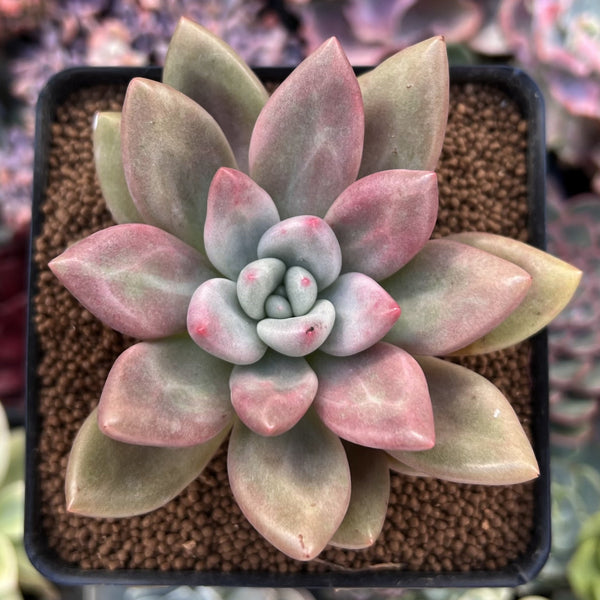 Graptoveria 'Ruby Donna' 3" Succulent Plant