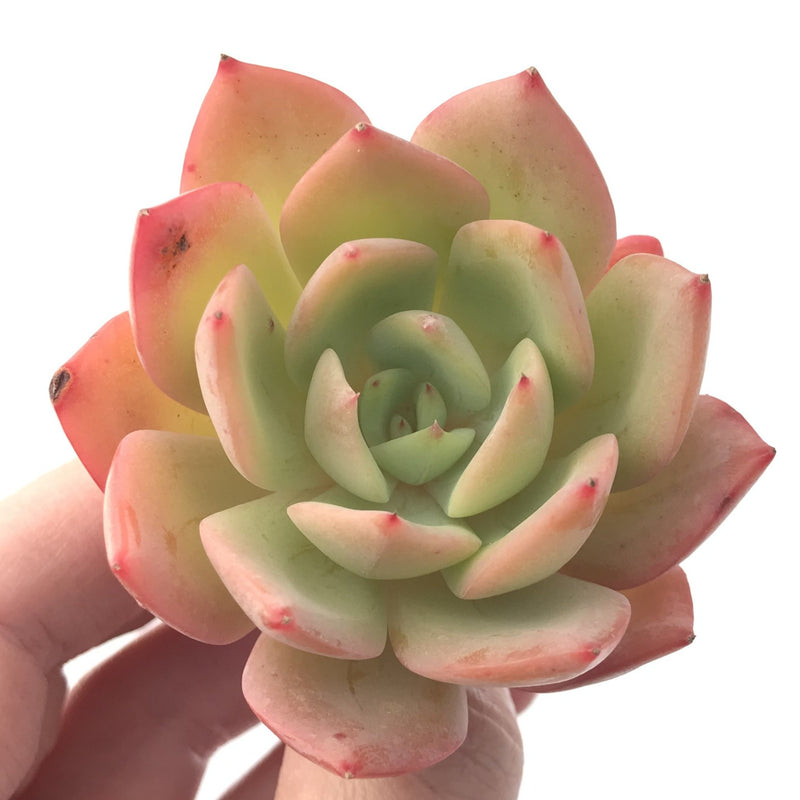 Echeveria 'Lemon Sweet' 2" Succulent Plant