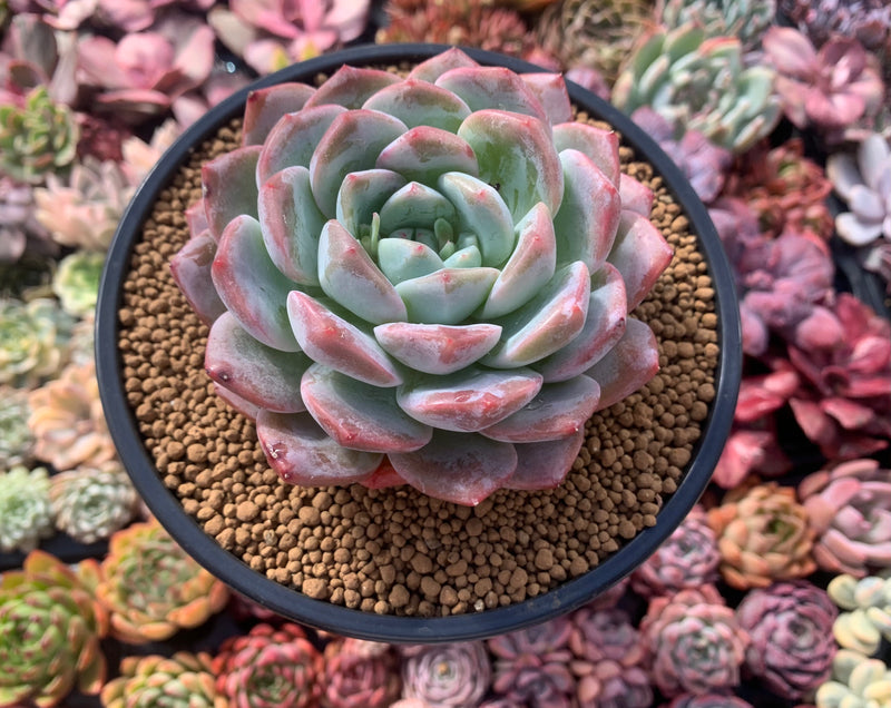 Echeveria 'Orange Monroe' 5" Succulent Plant