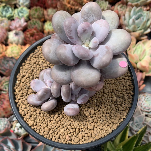 Pachyphytum Oviferum 'Moon Stone' 4" Cluster Succulent Plant