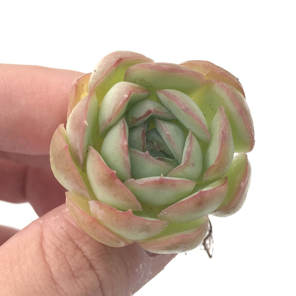 Echeveria 'Strawberry Ice' 1” Seedling Rare Succulent Plant