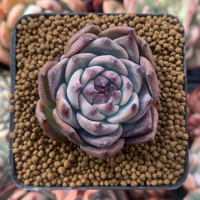 Echeveria 'Momotarou' 1"-2" Succulent Plant