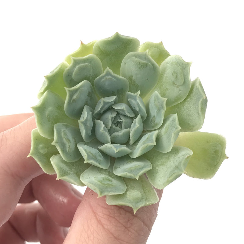 Echeveria 'Hearts Choice' 1" Small Rare Succulent Plant