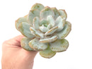 Echeveria 'Cream Tea' 4" Powdery Large Succulent Plant