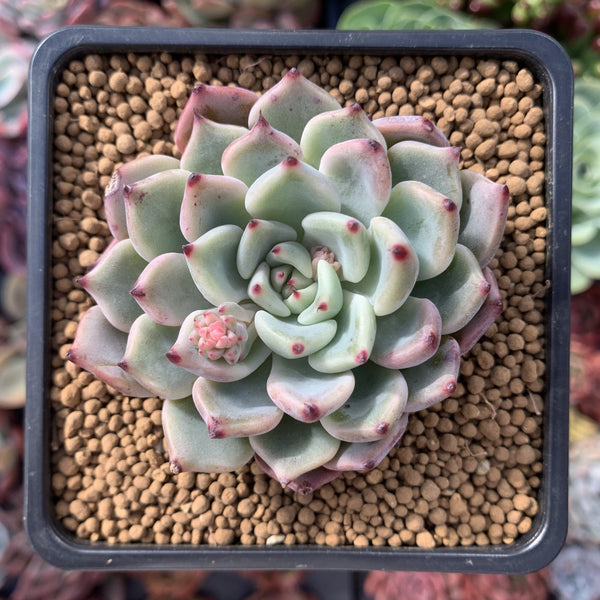 Echeveria 'Cherry Blossom Ending' 2" Succulent Plant