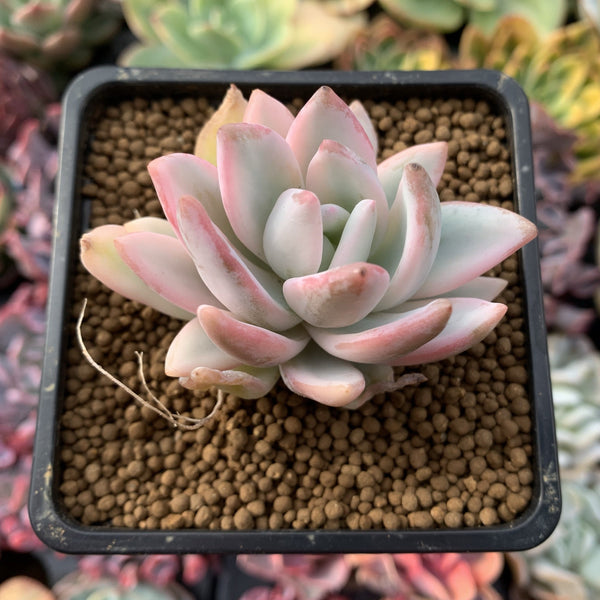 Pachyveria 'Simonasa' Variegated 3" Powdery Succulent Plant