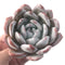 Echeveria 'Ivory' 4" Powdery Succulent Plant