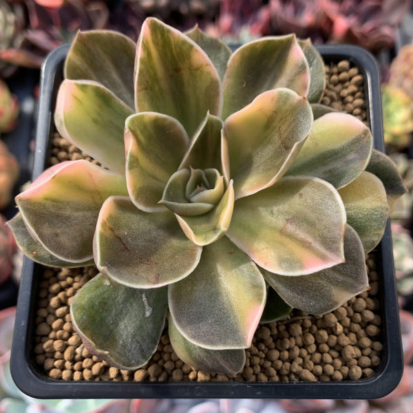 Echeveria 'Black Rose' Variegated 4" Rare Succulent Plant