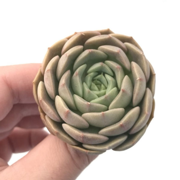 Echeveria ‘Maroon Hill’ 1”-2” Rare Succulent Plant