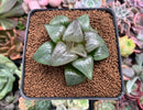 Haworthia Comptoniana 'Stained glass' 1"-2" Succulent Plant