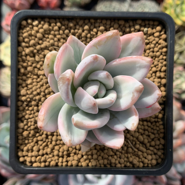 Pachyveria 'Simonasa' Variegated 2" Powdery Succulent Plant