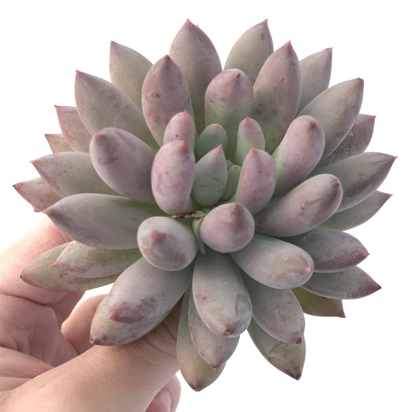 Pachyphytum 'Angel's Finger' 3"-4" Succulent Plant