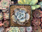 Echeveria 'Soul Mint' 1" Succulent Plant