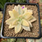 Graptopetalum 'Paraguayensis Awayuki' Highly Variegated 2" Succulent Plant