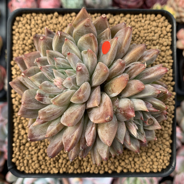 Echeveria 'Moiré' 3-4" Cluster Powdery Succulent Plant